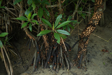 沖縄県 西表島 マングローブ