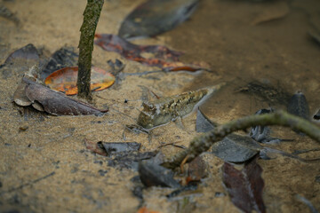 沖縄県 西表島 ミナミトビハゼ