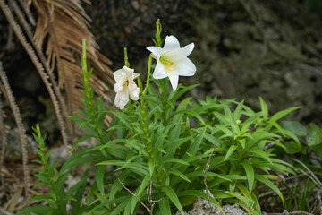 沖縄県 西表島 テッポウユリ
