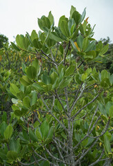 沖縄県 西表島 ヒルギ