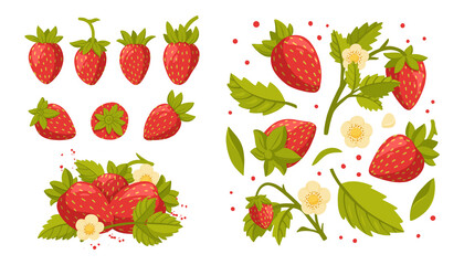 Collection of fresh strawberries and strawberry branches, green leaves and flowers isolated on white background. Fresh, organic berries. Gardening or horticulture concept. Vector illustration.