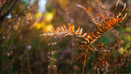 Couleurs orangées pendant le crépuscule, se reflétant dans la végétation dense de la forêt des Landes de Gascogne