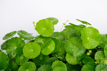 Centella asiatica with water droplets on a white background.