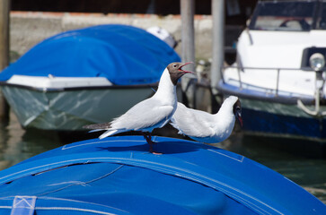 Una coppia di gabbianelle sulla copertura di una barca a Venezia, una delle due sta emettendo il...