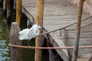 Una garzetta appollaiata su una corda tesa su un pontile di legno a Venezia sta per spiccare il volo