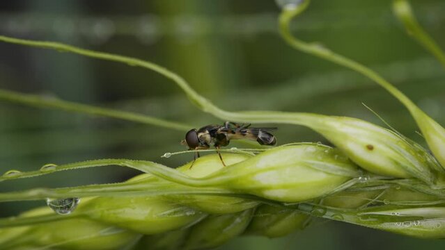 Macro Shot of Hoverfly Cleaning Itself in Early Morning