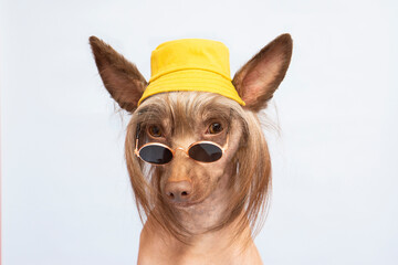 Embarrassed  chinese crested hairless brown dog looking at camera  in sunglasses and a yellow...