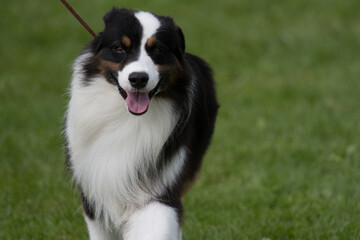 Australian Shepherd mouth open facing camera