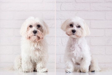 Dog grooming theme before and after. Maltese dog  portrait . - obrazy, fototapety, plakaty