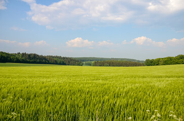 Beautiful green field landscape in countryside with trees in the background and blue sky. Wild high grass in nature. Summer and springtime scene with copy space.