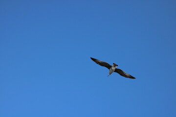 Seagull flying in the sky
