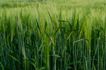 green barley growing in the field