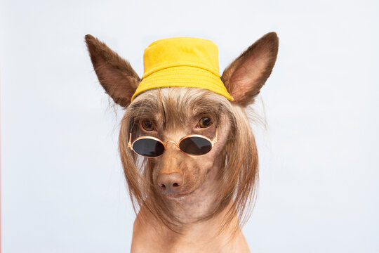 Embarrassed  chinese crested hairless brown dog looking at camera  in sunglasses and a yellow bucket  hat  on a blue background with copy space .Concept of advertising summer vacation travel 
