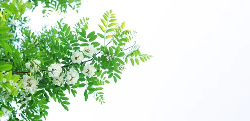 Foto op Aluminium White acacia flowers with leaves isolated on white background © Дмитрий Сидор