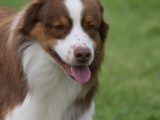 Australian Shepherd with tongue out