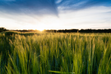 Spikelets of green wheat on a Ukrainian field