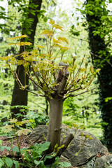 young tree with fresh green leaves