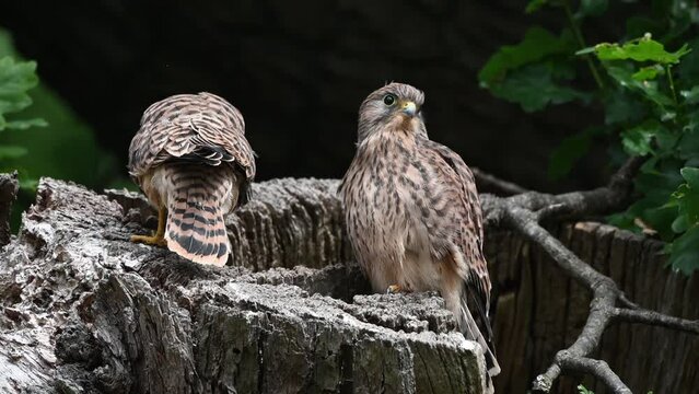 Kestrel fledglings sitting on edge of nesting hole defecating outside to keep nest clean
