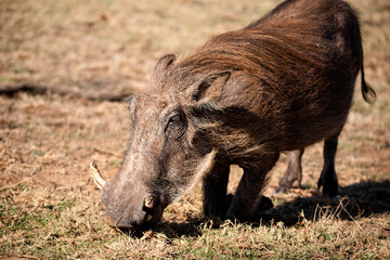 Fototapeta premium Beautiful photo of Pumbaa, the star warthog of safaris eating in the Pilanesberg National Park in South Africa, this herbivorous animal lives in the African savannah.