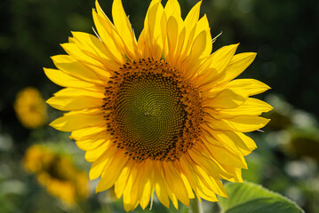 Fototapeta premium Sunflower flower on the background of the blue sky. Beautiful yellow-gold sunflower petals in the sun