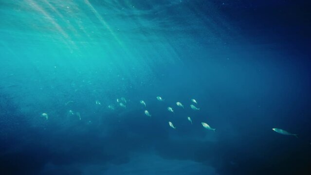 Fish Swim In the ocean 