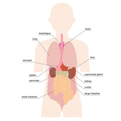 背面の人体図と臓器