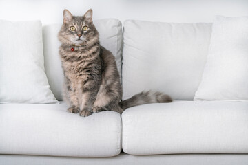 cute gray tabby domestic cat looking at camera, on white sofa