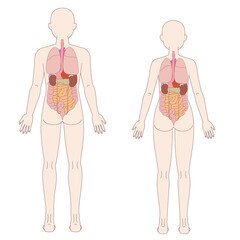 男性　女性　背面の人体図と臓器