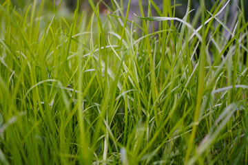 Green grass surface background, close-up.