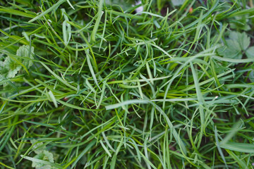 Green grass surface background, top view.