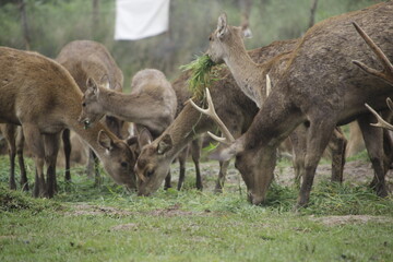 Fototapeta premium deer photo in ciwidey, bandung 