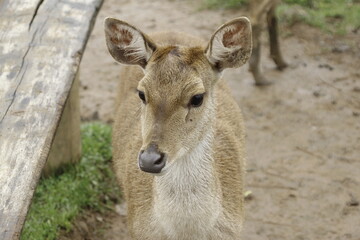deer photo in ciwidey, bandung 