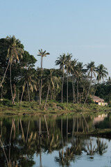 Obraz premium Coconut tree reflect shadow on surface of river beautiful sky in Beserah, Malaysia . Landscape silhouette coconut trees. Asia nature landscape