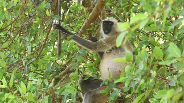 closeup shot of Gray or Hanuman langurs or indian langur or monkey on tree eating leaves or leaf at ranthambore national park or tiger reserve rajasthan india asia - Semnopithecus