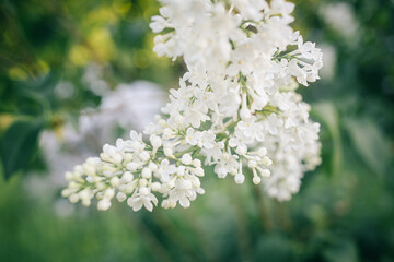 White lilac flowers. Blossoming tree in spring