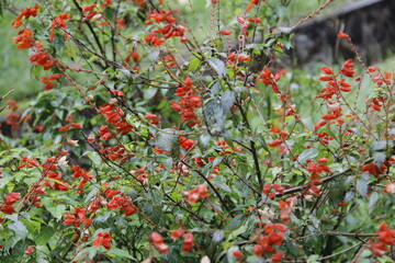 Red small flower bush in nature park 