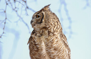 Spotted Eagle Owl, Kgalagadi, South Africa