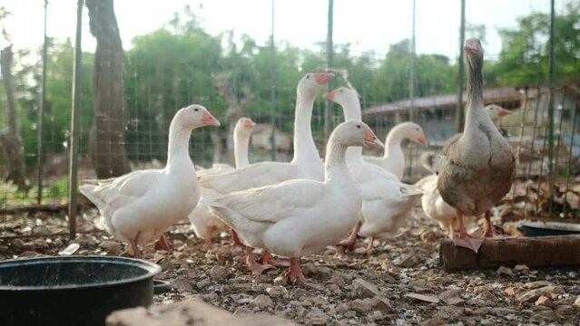 Geese are walking in the farm coop. Floor cage free birds is trend of modern poultry farming. Small local business.