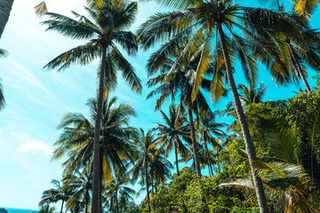 coconut trees on tropical island in summer