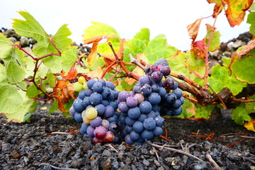 grapes in vineyard