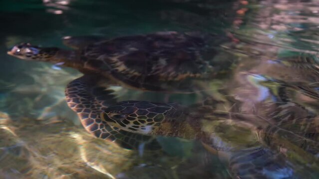 The sea turtle breathes air and eats. Reserve. Wildlife.