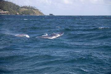 Naklejka premium Humpback whale with baby, Samana, Caribbean Sea, Dominican Republic