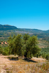 Fototapeta na wymiar detail of an olive grove in Rute, Andalusia, Spain