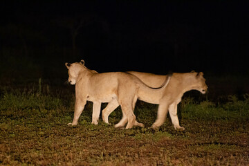 Lions (Panthera leo) often hunt in groups at National Parks in South Africa. Night safaris in Africa are also polar