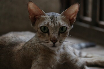 Indian Cat Portrait