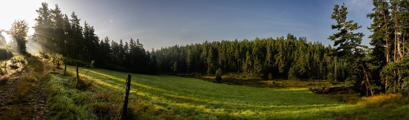 Lumière matinale sur une prairie bocagère devant une forêt de pins, Allègre, Auvergne-Rhône-Alpes, France