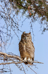 Spotted Eagle Owl, Kgalagadi, South Africa