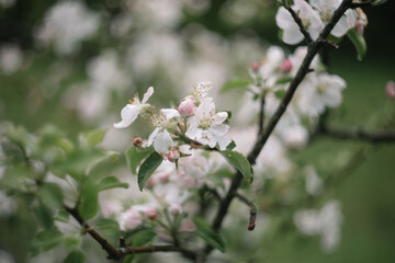spring background with white flowers and apple leaves. Blur spring blossom background.