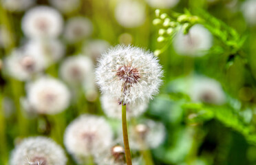 Fluffy dandelions in summer on green grass
