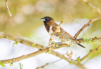 Bronze mannikin (Lonchura cucullata) is a small songbird of Afrotropics. This very social estrildid finch is a bird located in most of Africa in the south of the Sahara Desert.